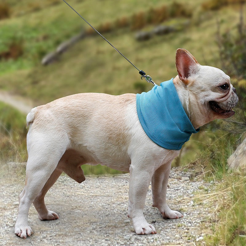 Bandana Rinfrescante per Cani – Stop al Caldo in 10 Secondi! 🐶❄️